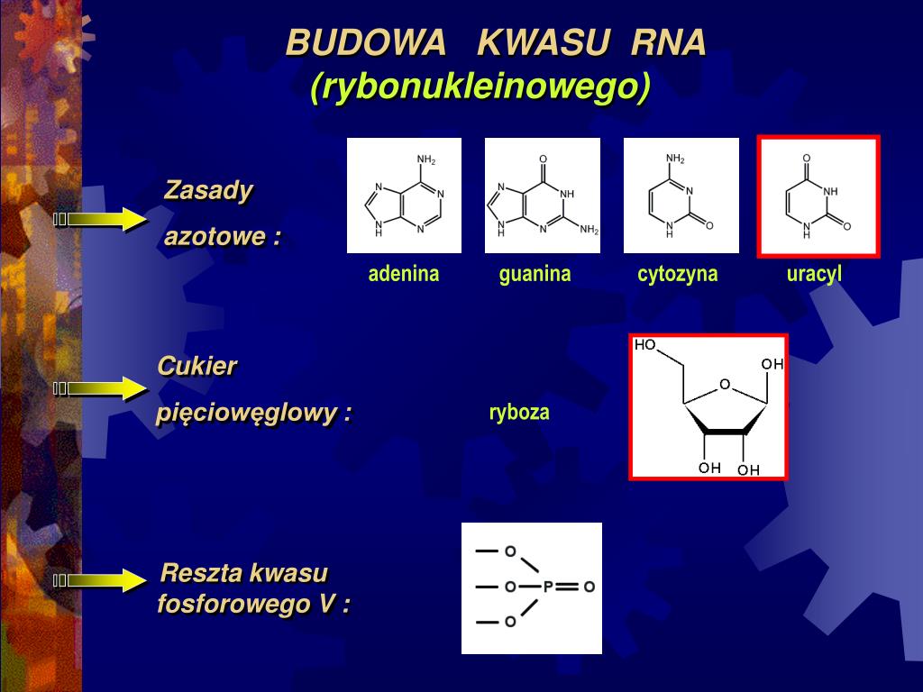 Budowa I Rola Kwasów Nukleinowych PPT - KWASY NUKLEINOWE PowerPoint Presentation, free download - ID:1362283