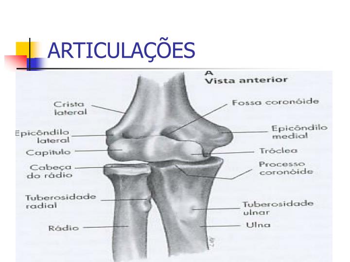 PPT - Articulação do cotovelo PowerPoint Presentation - ID:1362465