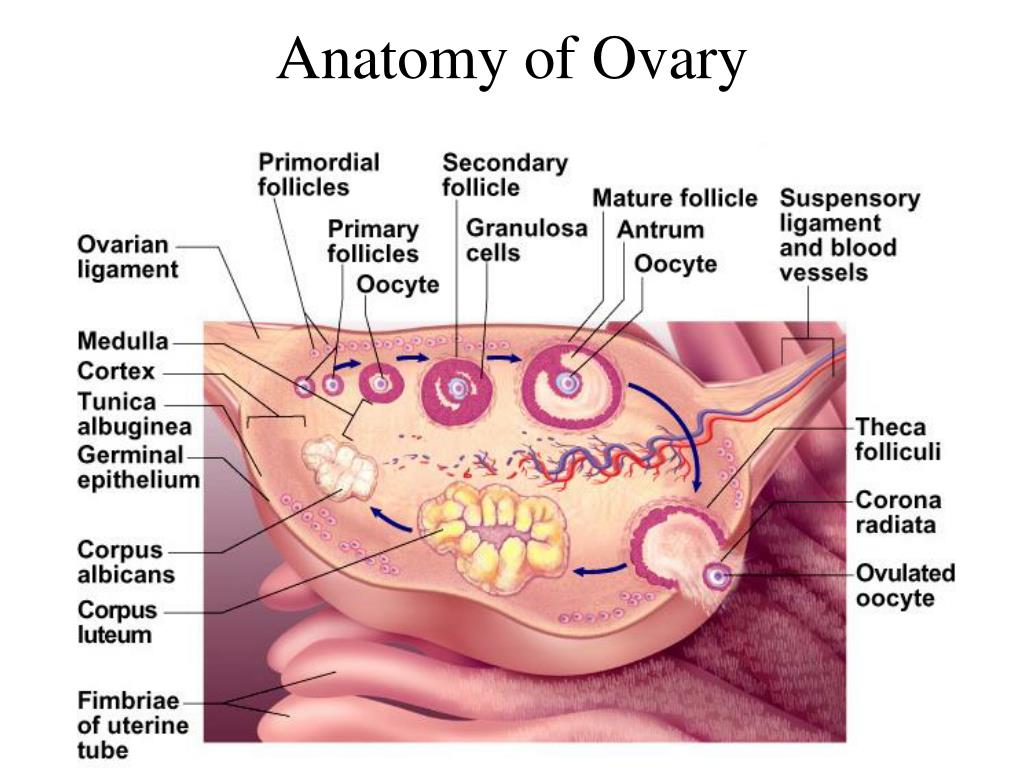 Ovaris poliquistics