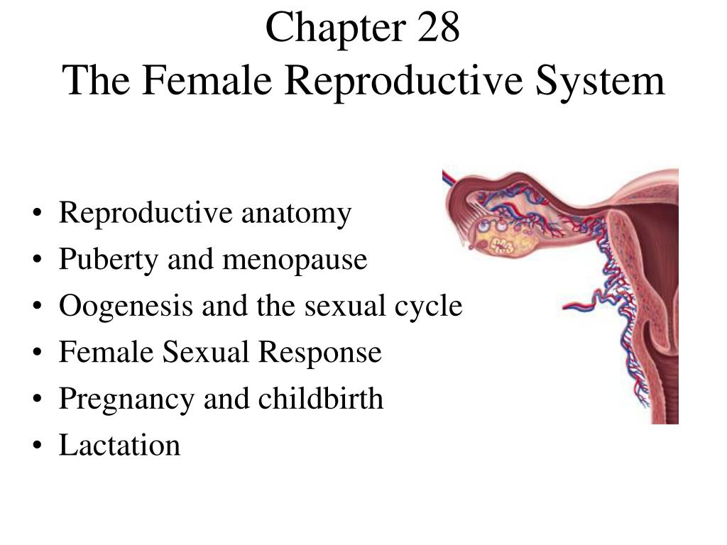 powerpoint presentation on reproductive system