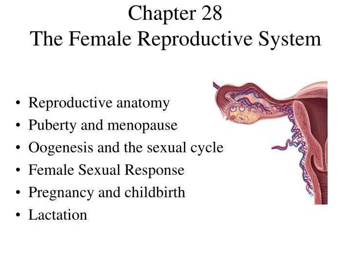 Ppt Chapter 28 The Female Reproductive System Powerpoint Presentation 0556