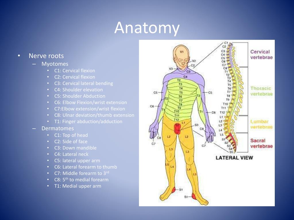 PPT Cervical Nerve Root Impingement By Michael Cox PowerPoint 