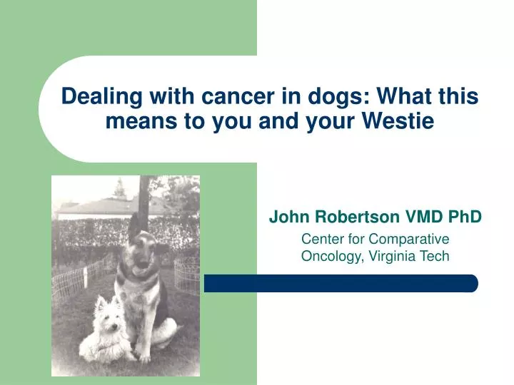 dealing with cancer in dogs what this means to you and your westie n.
