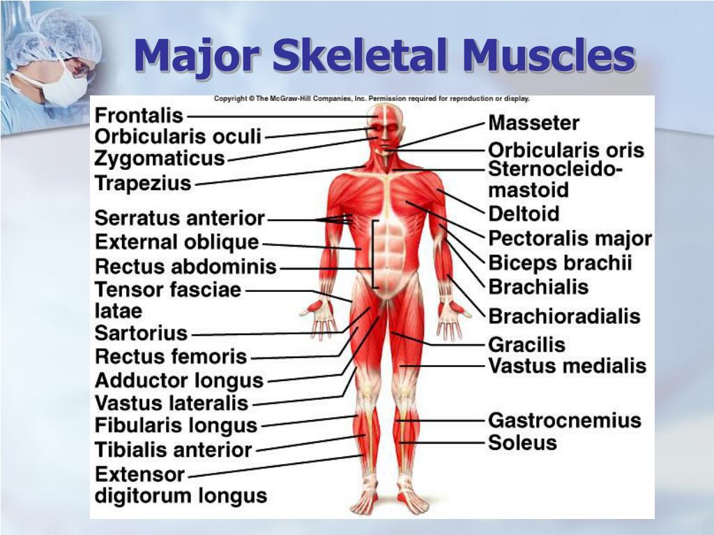 skeletal and muscular system powerpoint presentation