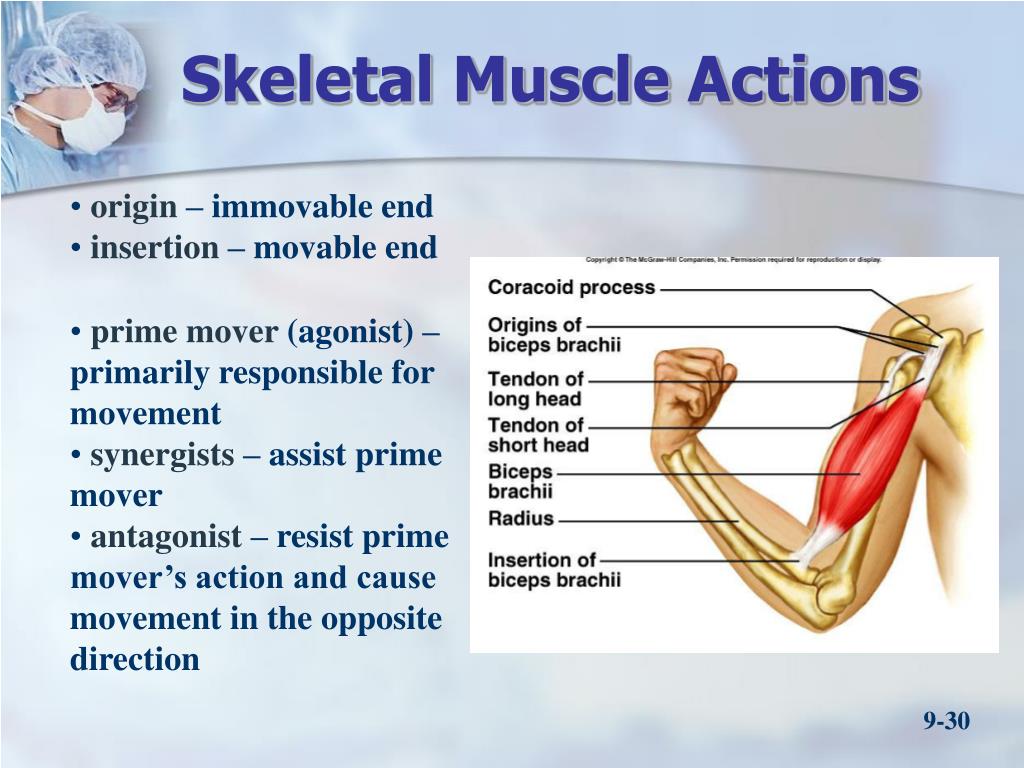 PPT - Chapter 9 - Muscular System PowerPoint Presentation, free