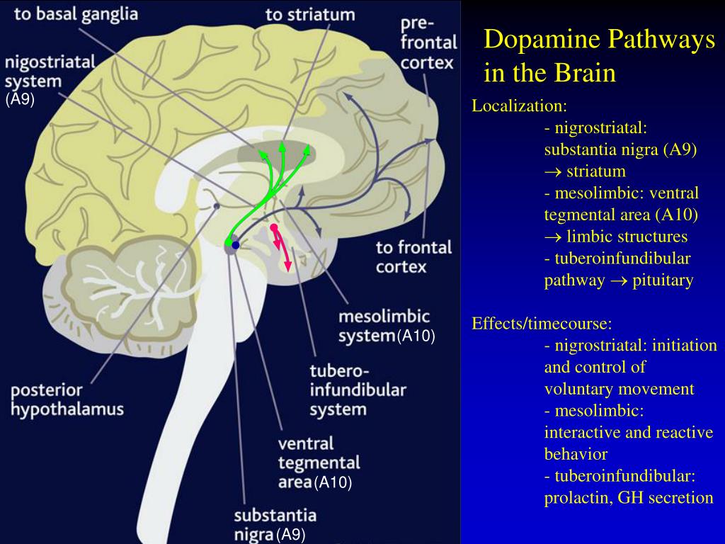 PPT Monoamine Neurotransmitters Acetylcholine And Histamine PPT Monoamine Neurotransmitters Acetylcholine And Histamine