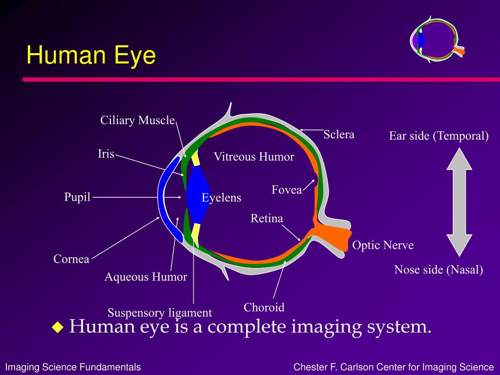 PPT - The Human Visual System PowerPoint Presentation, free download