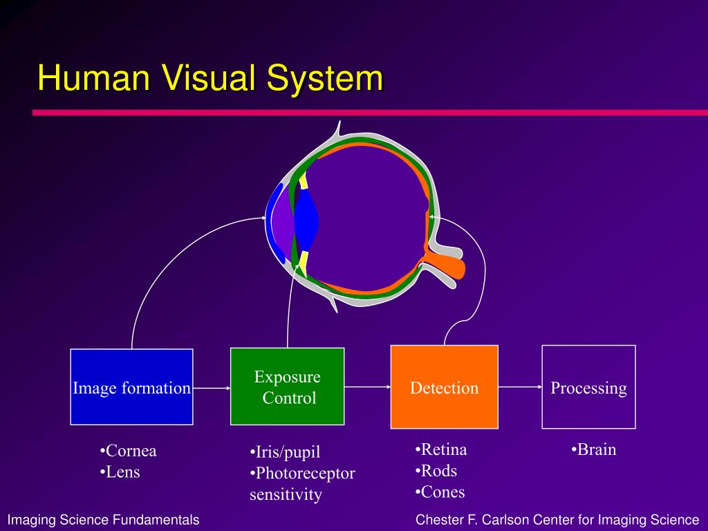 The Human Visual System PowerPoint Presentation free download Biology Diagrams