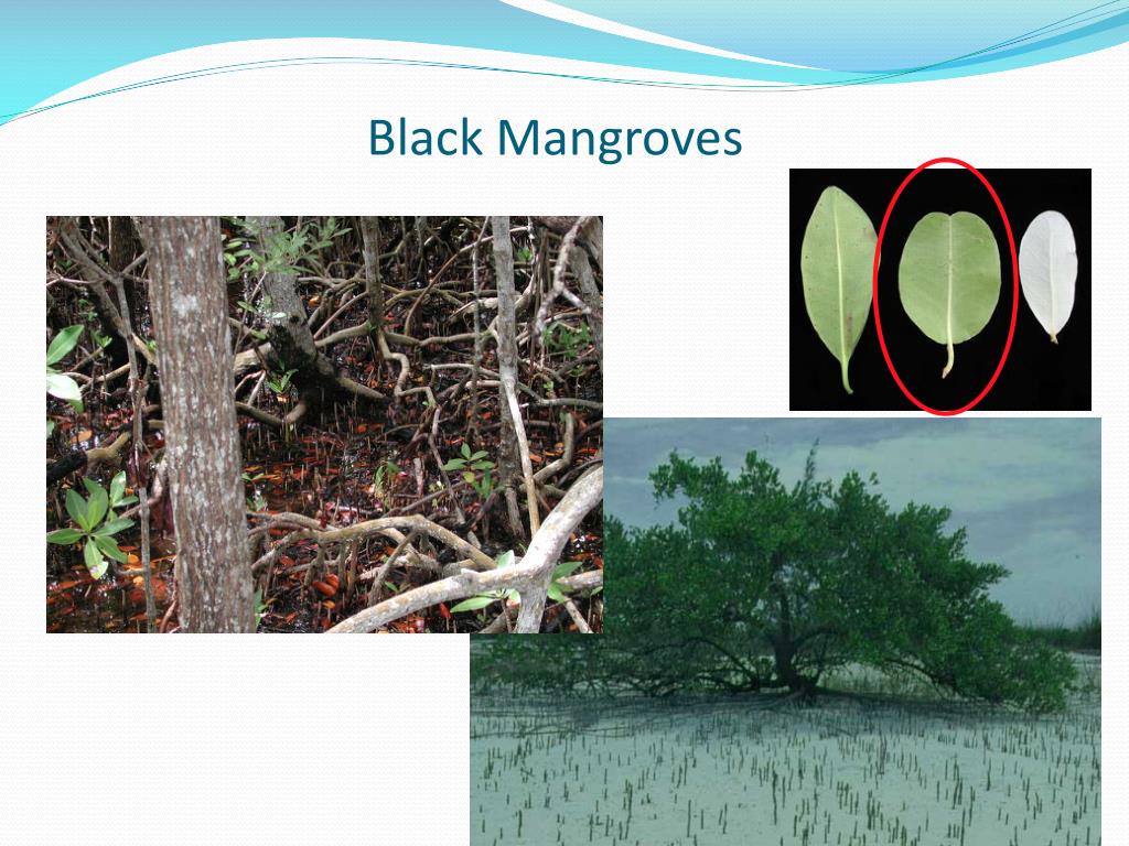 PPT - Mangroves, Salt Marshes, and Deep Water Habitats ...