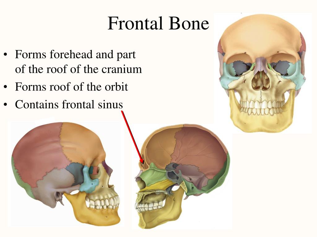 The bones form. Лобная кость глабелла. Frontal Bone. Лобная кость Апертура. Frontal Bone Kenhub.