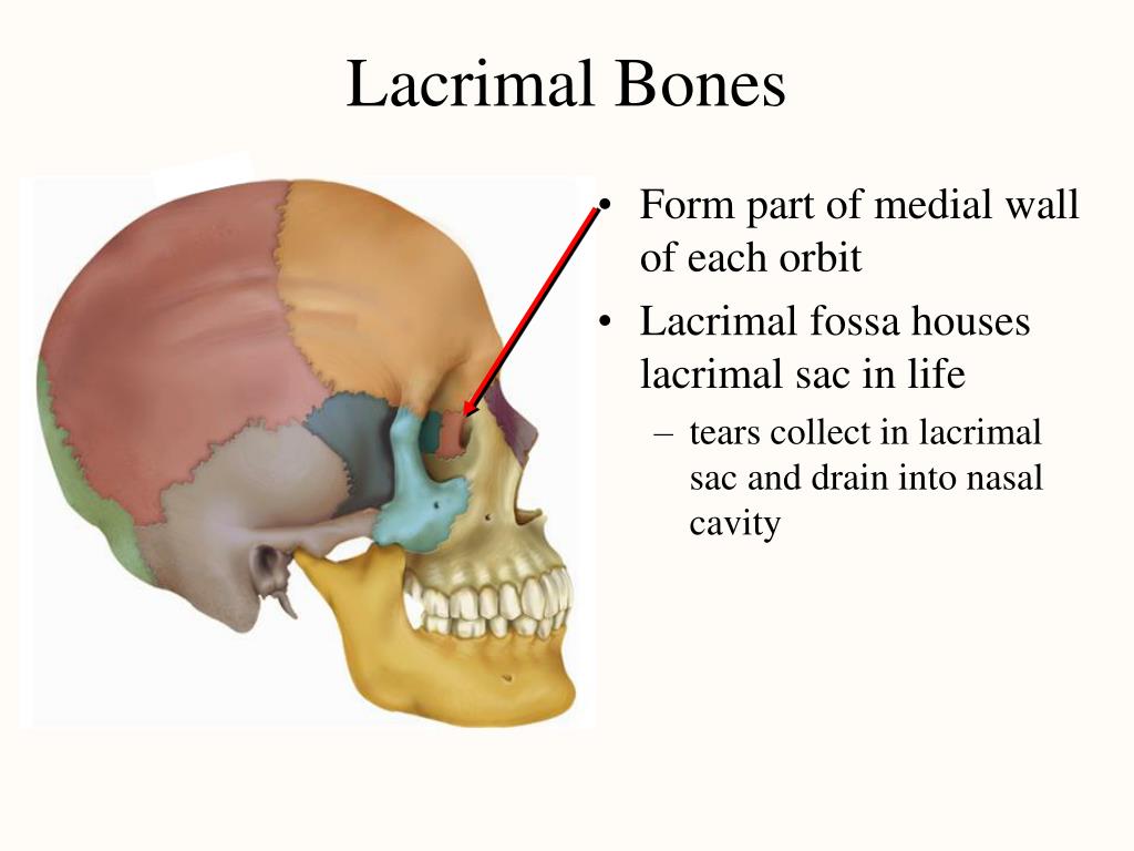 The bones form. Lacrimal Bone. Os lacrimale анатомия. Фосса гландуле лакримале. Medial Wall of the Orbit.