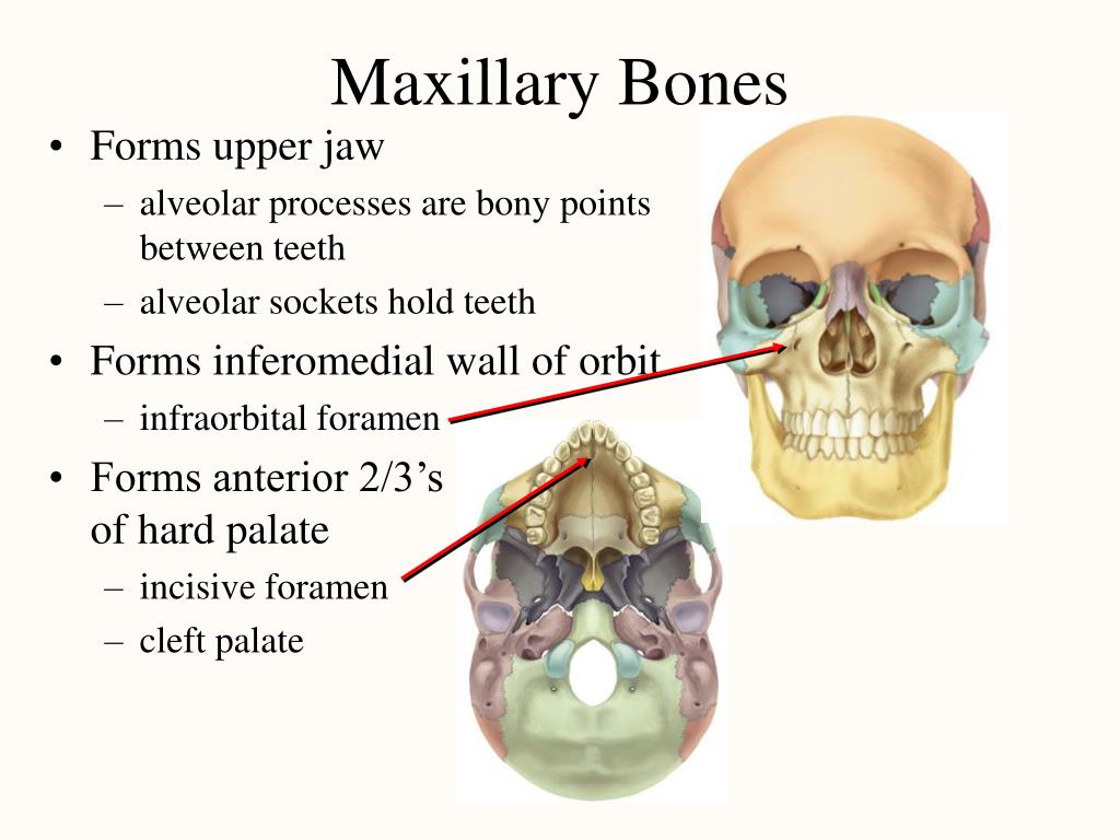 The bones form. Maxillary Bone.