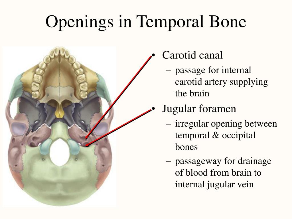 Internal open. Форамен ягуляре. Canalis caroticus на черепе. Височная кость каналы.