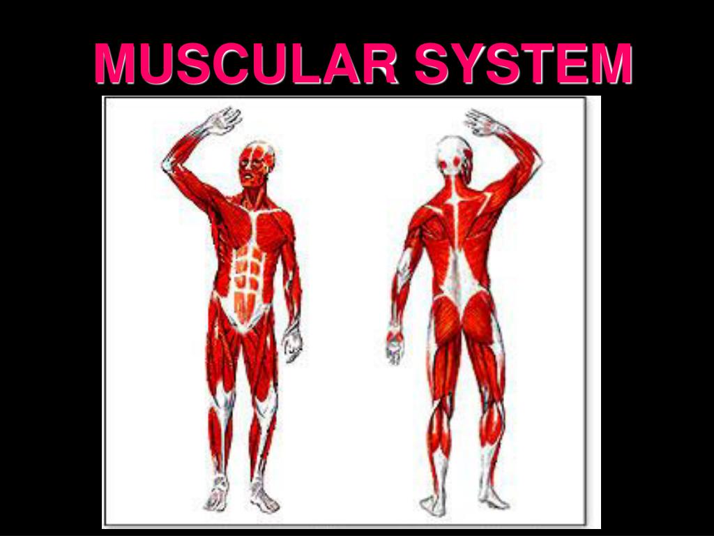 muscular system powerpoint presentation