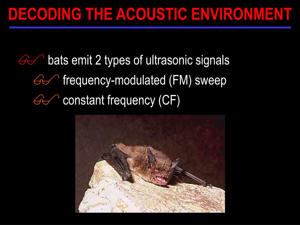 bat auditory sensitivity bat auditory sensitivity