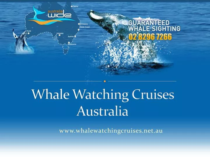 whale watching cruises australia n.