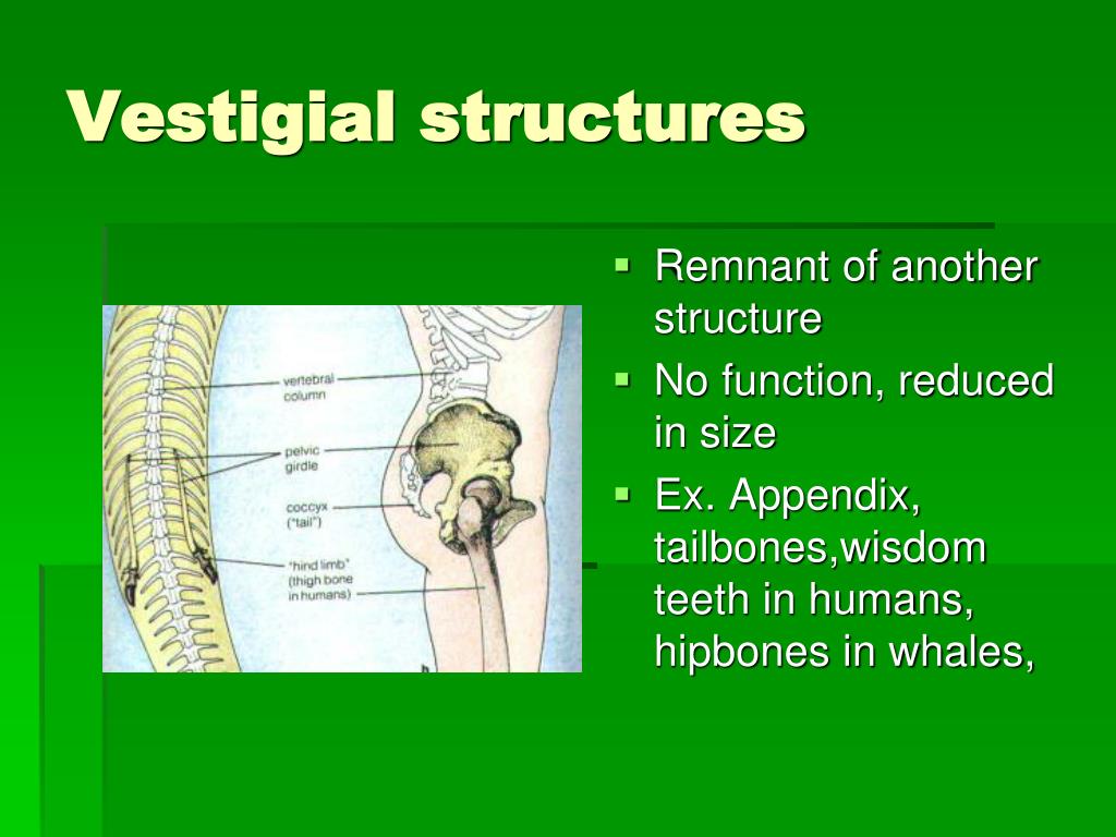 vestigial structures download free vestigial structures download free