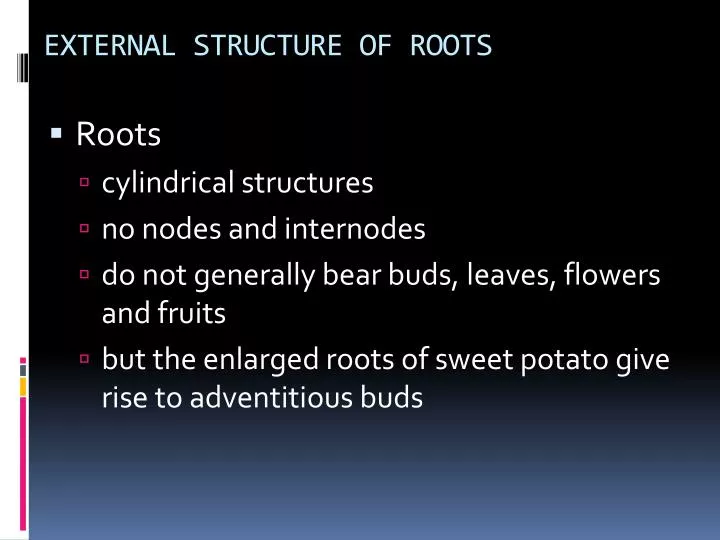 external structure of roots n.