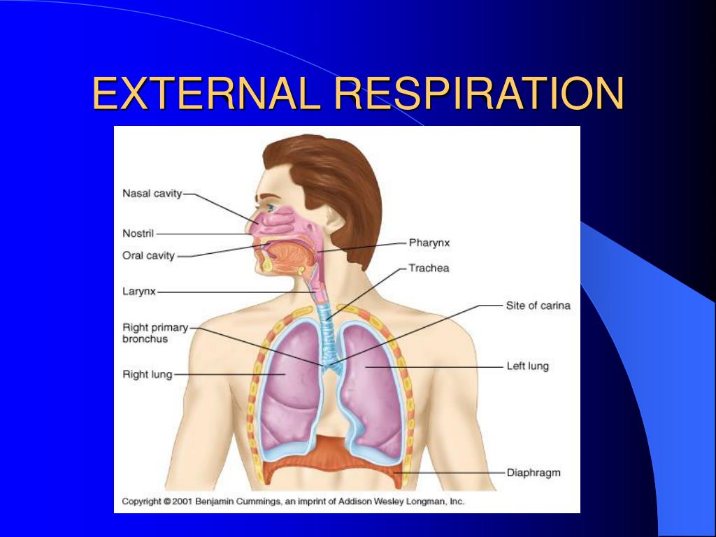 external respiration in humans