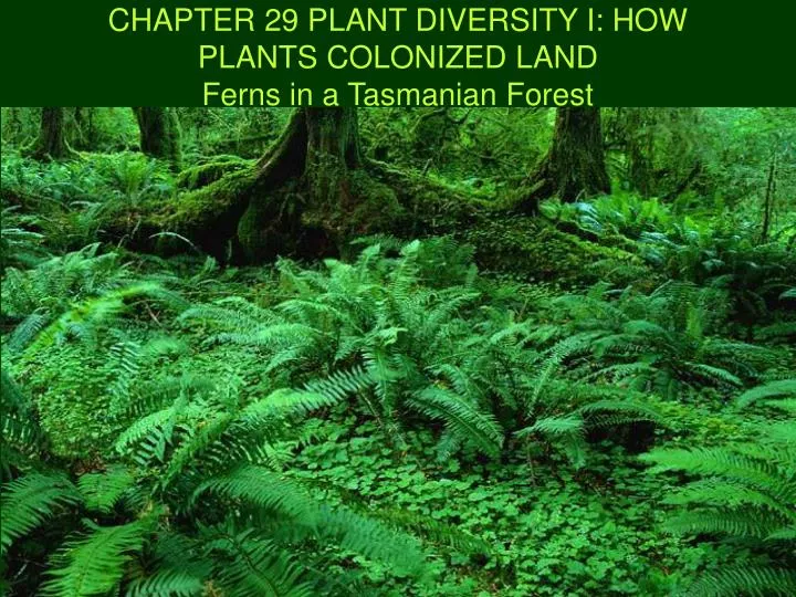 chapter 29 plant diversity i how plants colonized land ferns in a tasmanian forest n.