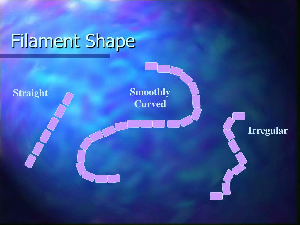 PPT Identification of Filamentous Bacteria PowerPoint Presentation