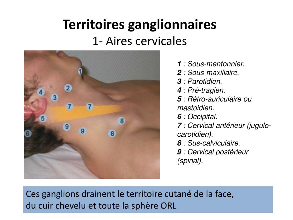 Quels sont les ganglions derrière l’oreille