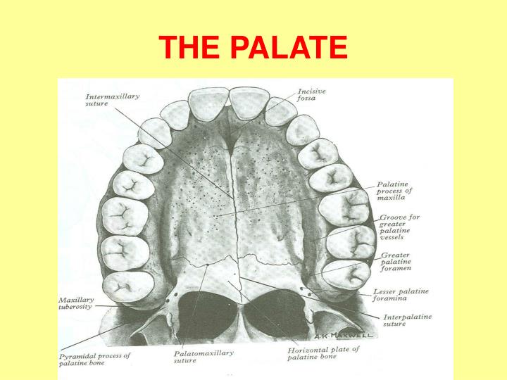 PPT INFRATEMPORAL FOSSA II MAXILLARY NERVE & VESSELS PowerPoint