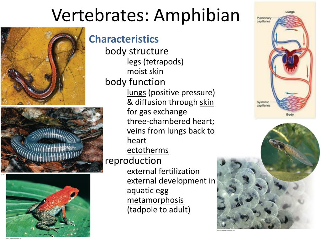 PPT - Animal Evolution PowerPoint Presentation, free download - ID:1377757