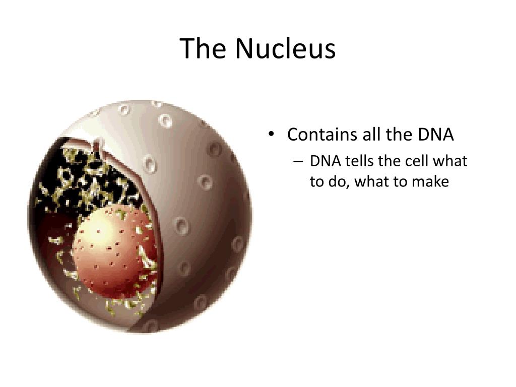 PPT - Cells Parts - called “organelles” PowerPoint Presentation, free