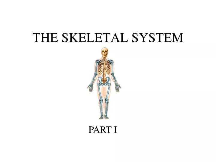 the skeletal system n.