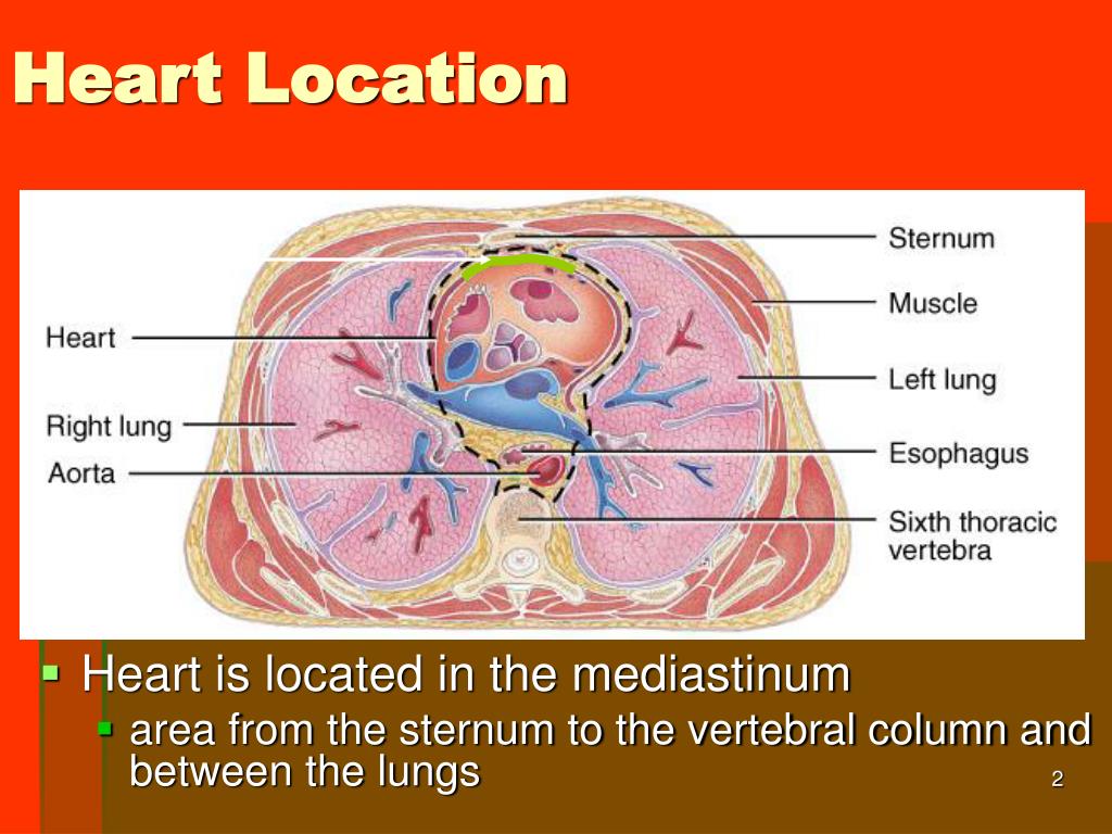 PPT - Chapter 20 The Cardiovascular System: The Heart PowerPoint