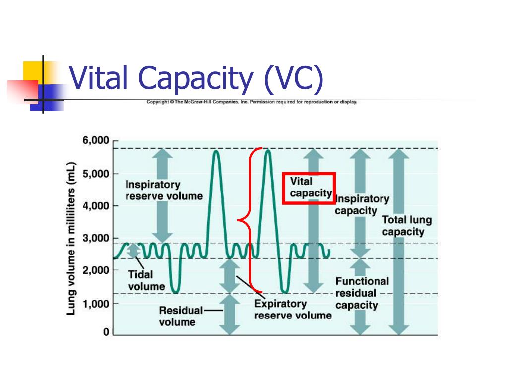 Ppt lab ex 54 55 breathing volumes capacities powerpoint presentation id 1379611