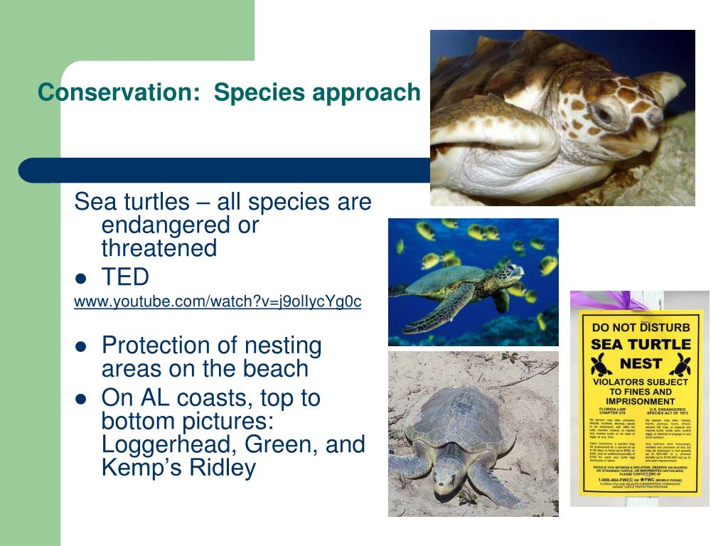 PPT - Chapter 13 Sustaining Aquatic Biodiversity PowerPoint ...