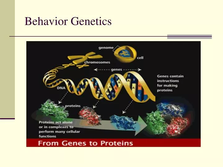 behavior genetics n.