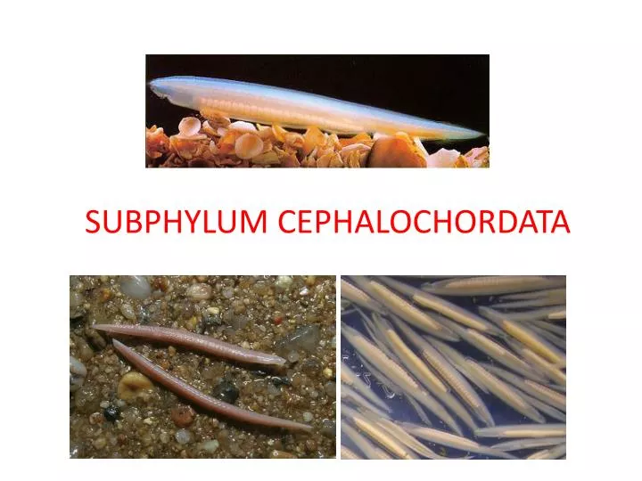 PPT - SUBPHYLUM CEPHALOCHORDATA PowerPoint Presentation ...