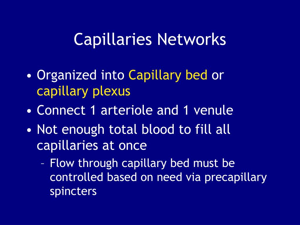PPT - Chapter 21: Blood Vessels and Circulation PowerPoint Presentation