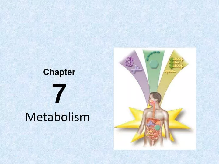metabolism n.