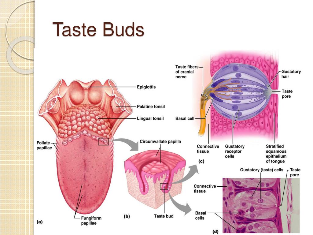 how to get your taste buds back