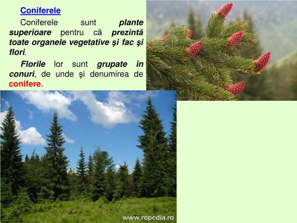 PPT - Plante superioare cu flori. Gimnosperme – Conifere PowerPoint  Presentation - ID:1383219