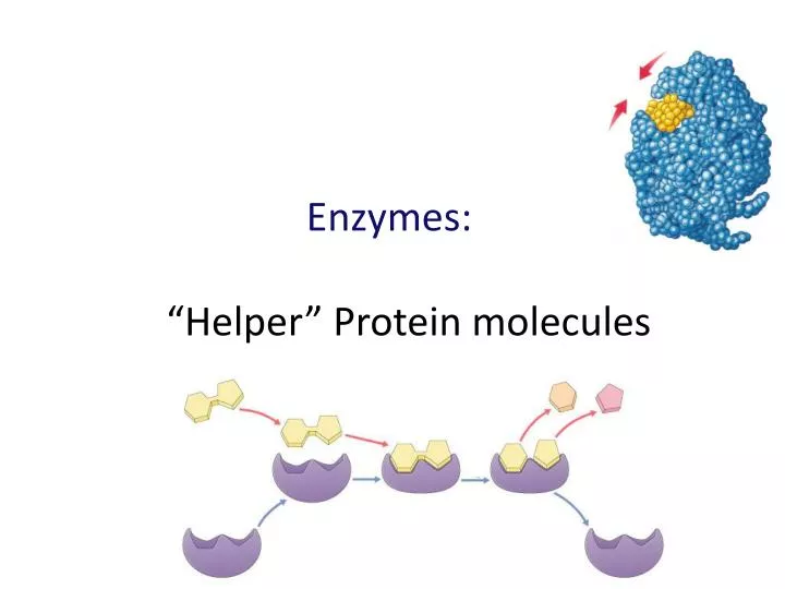 enzymes helper protein molecules n.