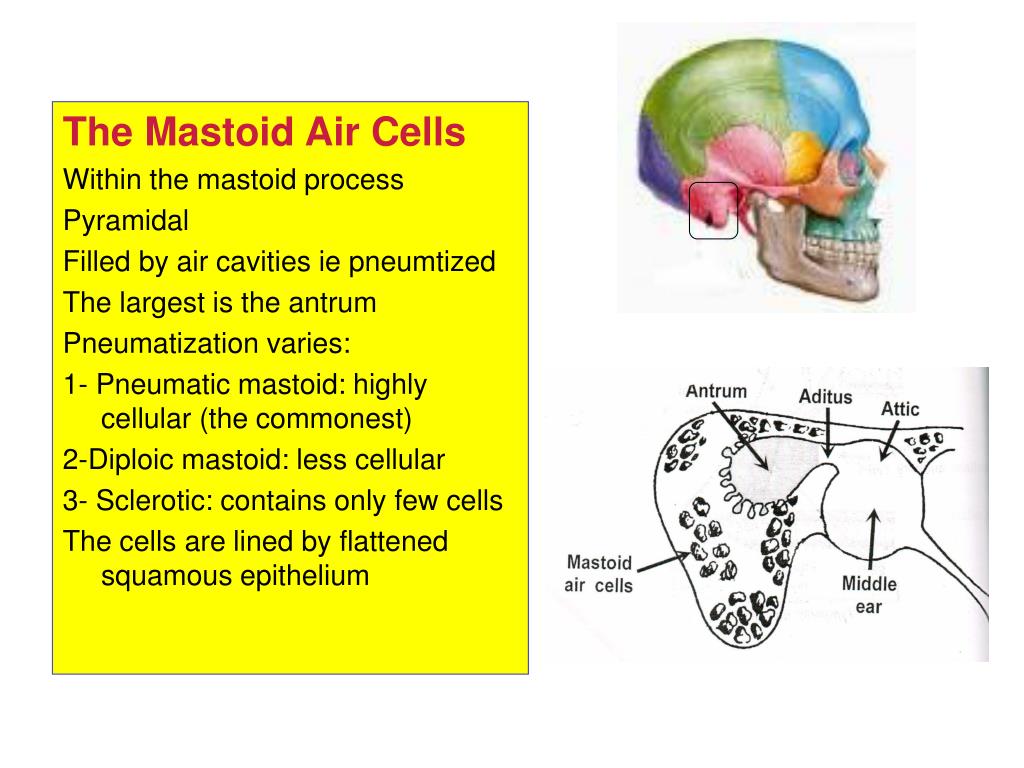 Ear Anatomy Mastoid