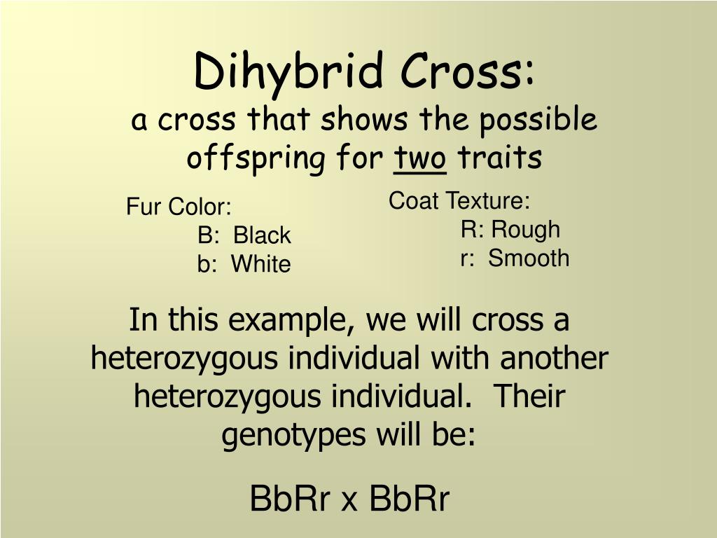 Ppt Heredity And Genetics Part Two Dihybrid Crosses Powerpoint