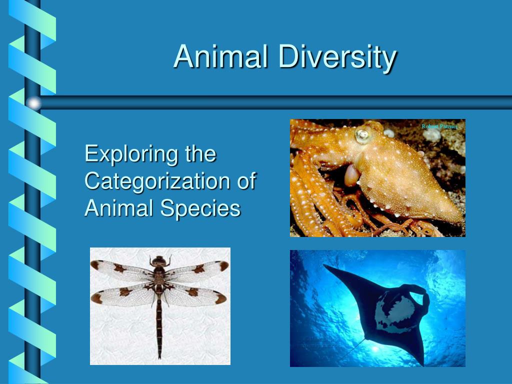 PPT - Animal Diversity PowerPoint Presentation, free download - ID:1389848