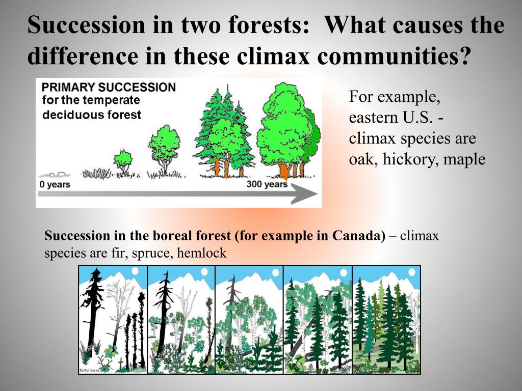 PPT Ecological Succession PowerPoint Presentation, free download ID