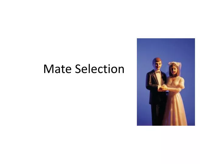mate selection n.