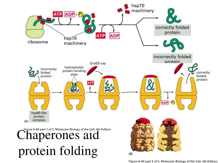 PPT CHAPTER 6 HOW CELLS READ THE GENOME FROM DNA TO PROTEIN