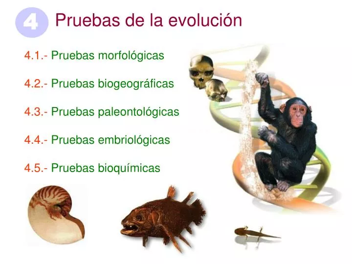 PPT Pruebas de la evolución PowerPoint Presentation