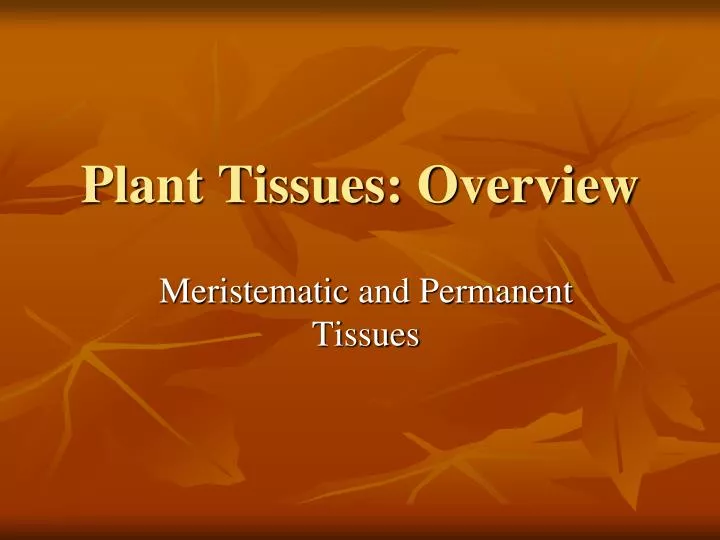 plant tissues overview n.