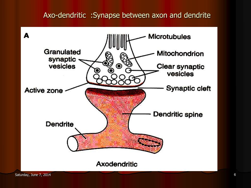 most common synapse type dendrite axon