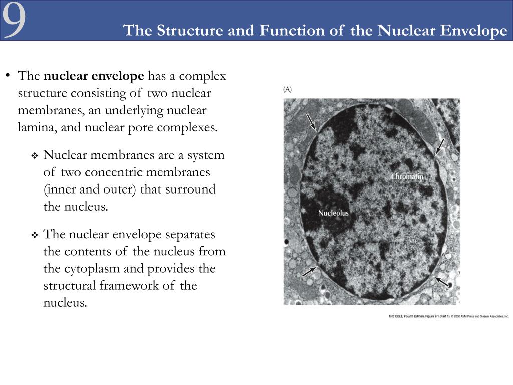 PPT The Nucleus Nuclear Organization Nuclear Envelope and Molecular